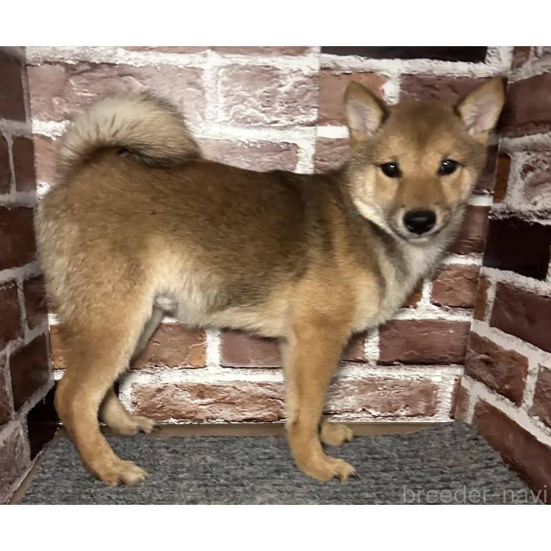 販売中の福岡県の豆柴-433926の10枚目