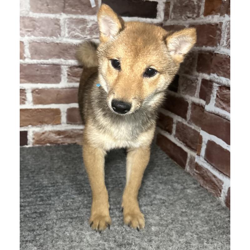 販売中の福岡県の豆柴-433926の9枚目