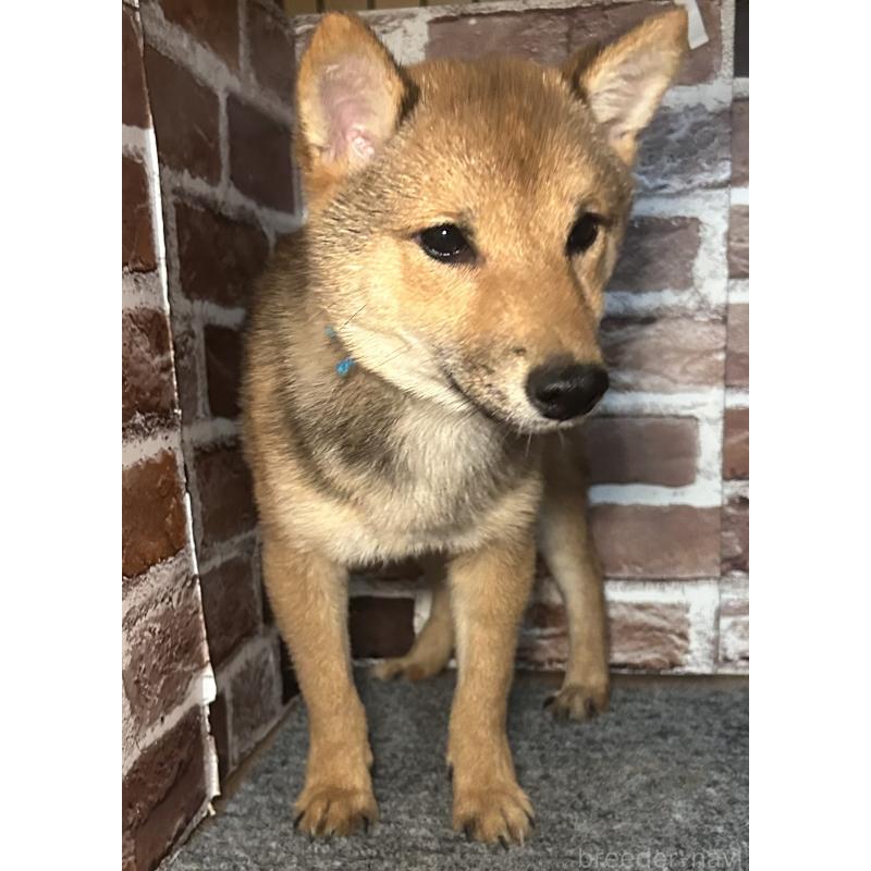 販売中の福岡県の豆柴-433926の8枚目