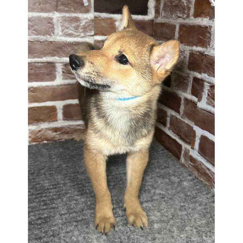 販売中の福岡県の豆柴-433926の7枚目