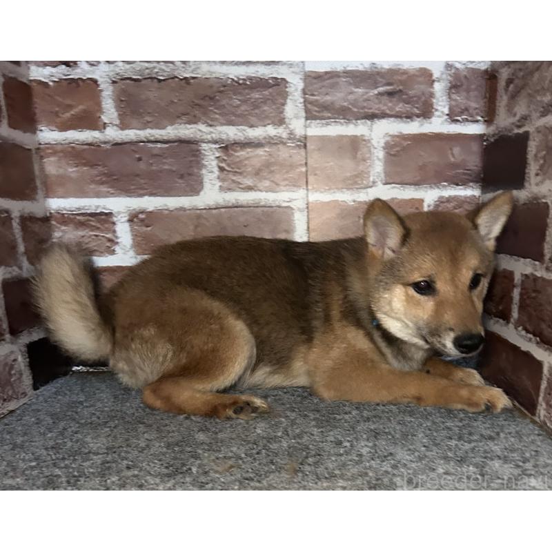 販売中の福岡県の豆柴-433926の6枚目