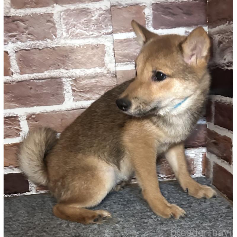 販売中の福岡県の豆柴-433926の5枚目