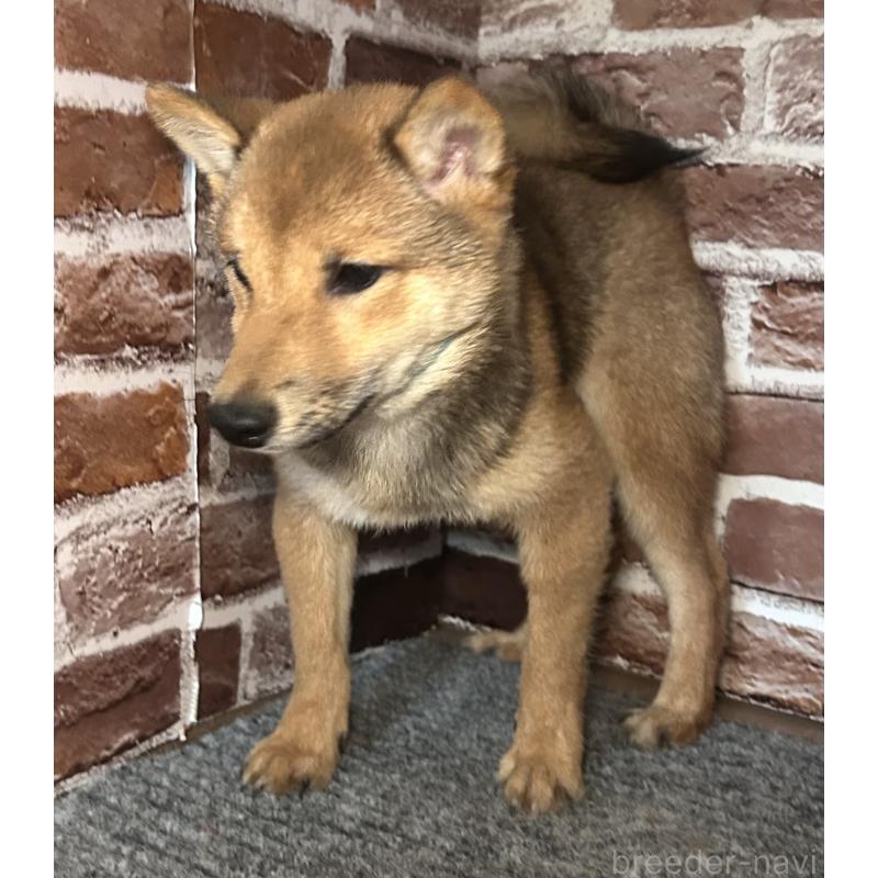 販売中の福岡県の豆柴-433926の4枚目