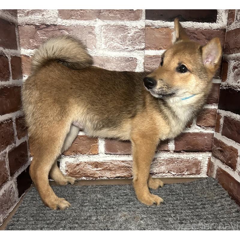 販売中の福岡県の豆柴-433926の3枚目