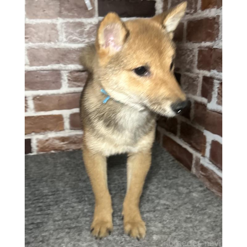 販売中の福岡県の豆柴-433926の2枚目