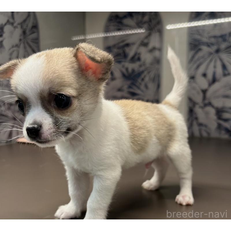 販売中の東京都のチワマル:チワワ×マルチーズ-448334の3枚目