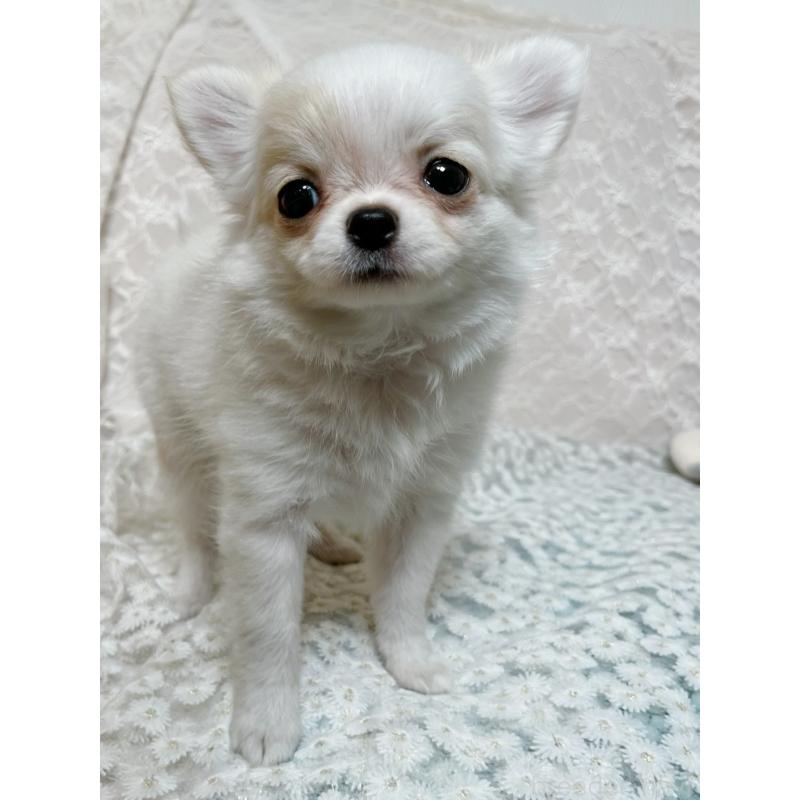 販売中の岡山県のチワワ(ロングコート)-448335の1枚目