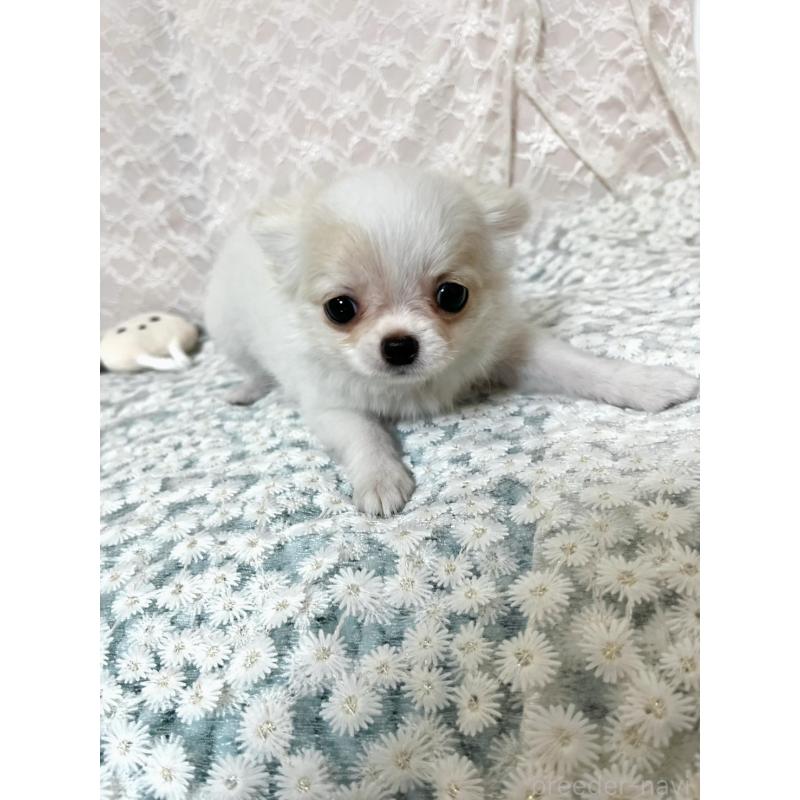 販売中の岡山県のチワワ(ロングコート)-448335の3枚目