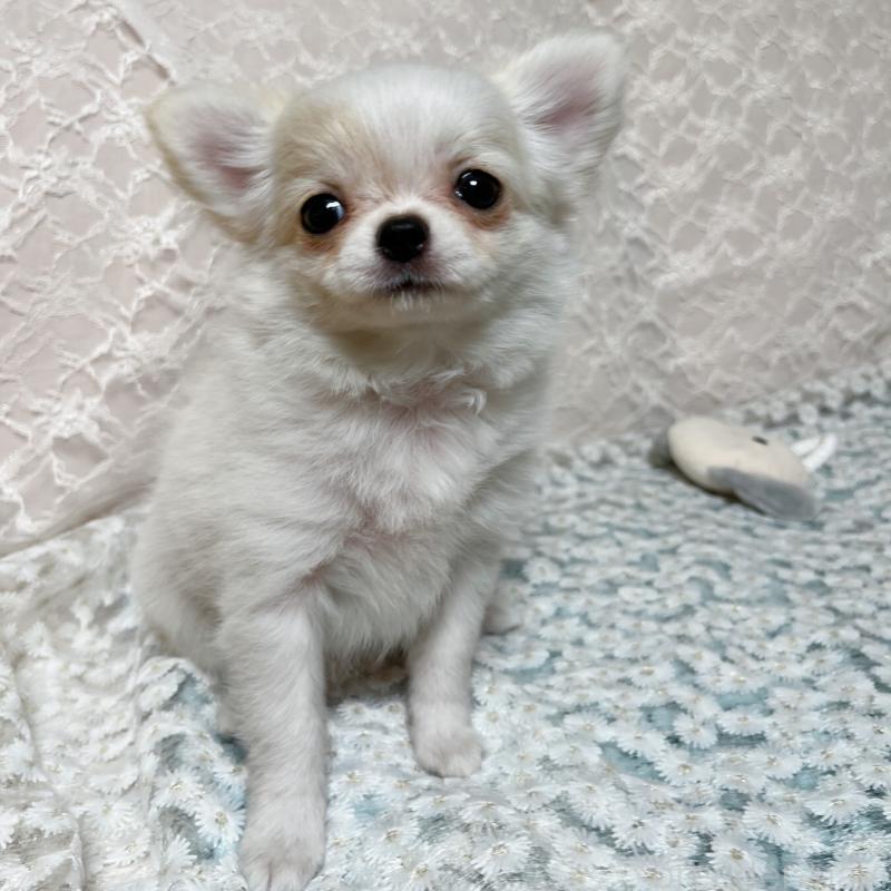 販売中の岡山県のチワワ(ロングコート)-448335の2枚目