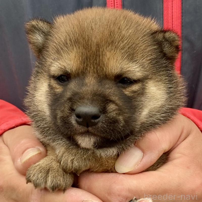 販売中の熊本県の豆柴-448337