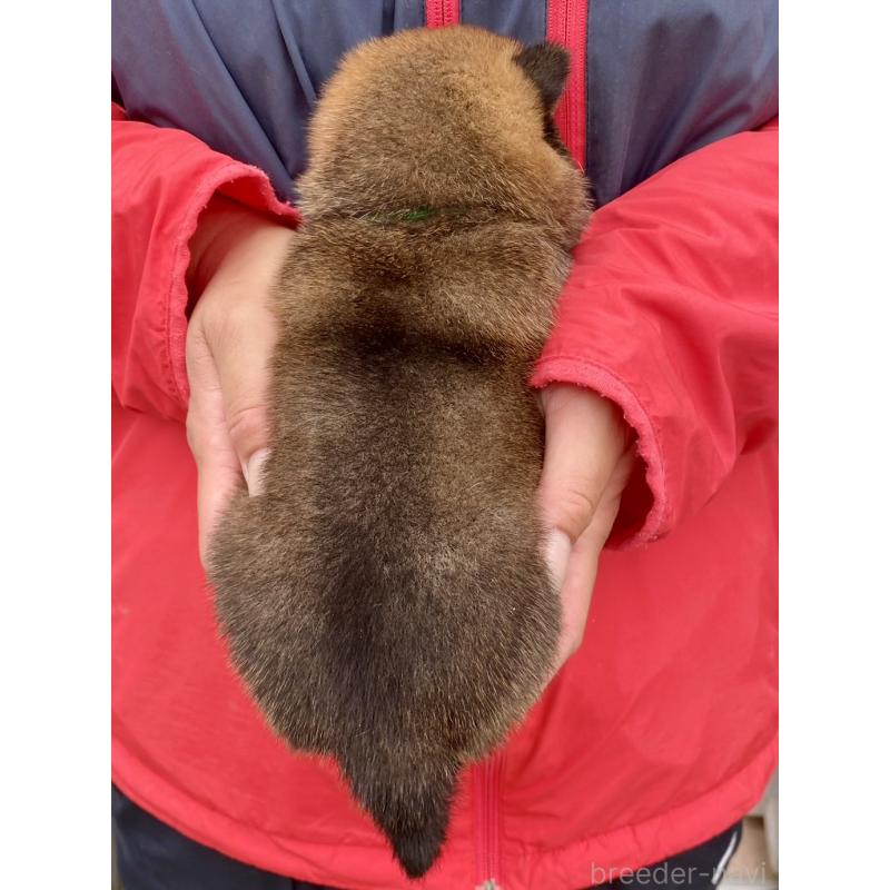 販売中の熊本県の豆柴-448337の3枚目