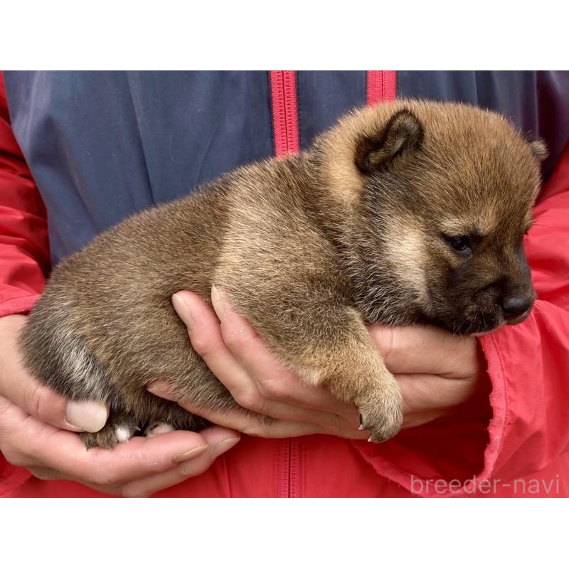 販売中の熊本県の豆柴-448337の2枚目