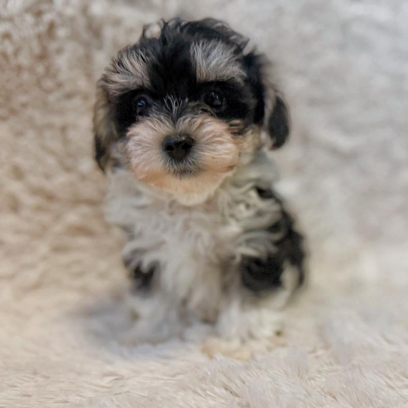 販売中の富山県のミックス犬-448336の4枚目