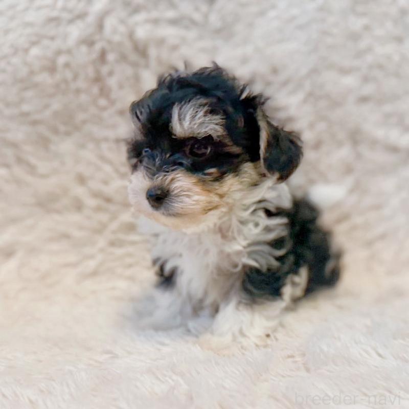 販売中の富山県のミックス犬-448336の2枚目