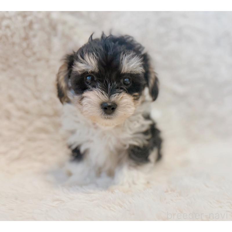 販売中の富山県のミックス犬-448336の3枚目