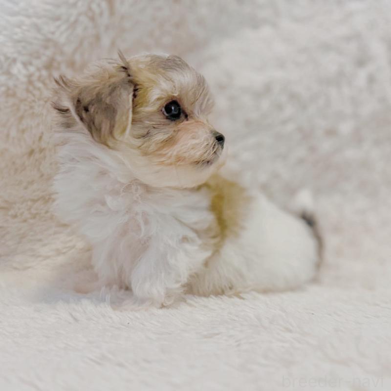 販売中の富山県のミックス犬-448338の6枚目