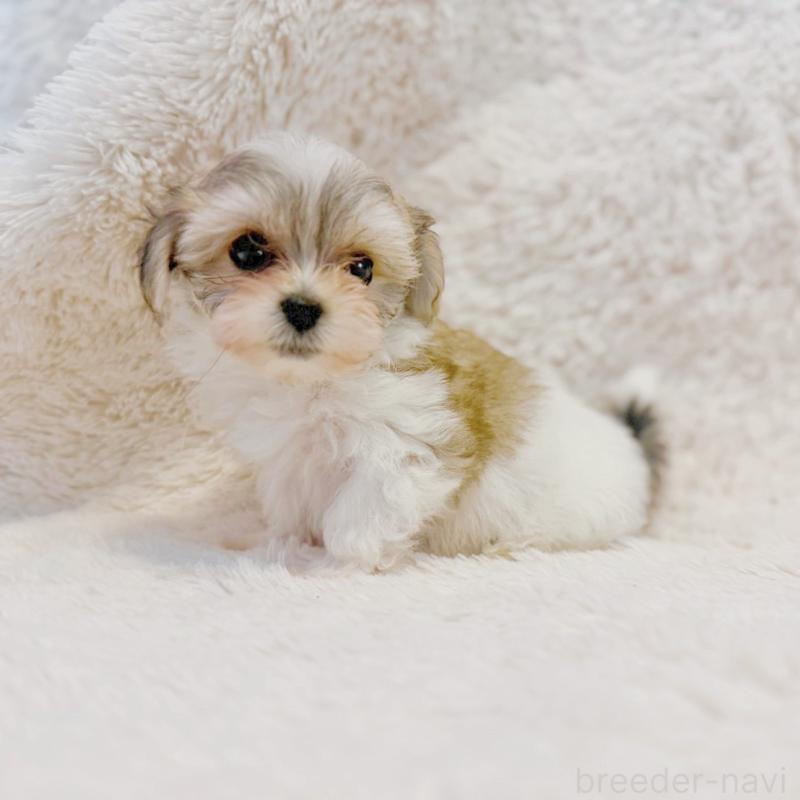 販売中の富山県のミックス犬-448338の5枚目