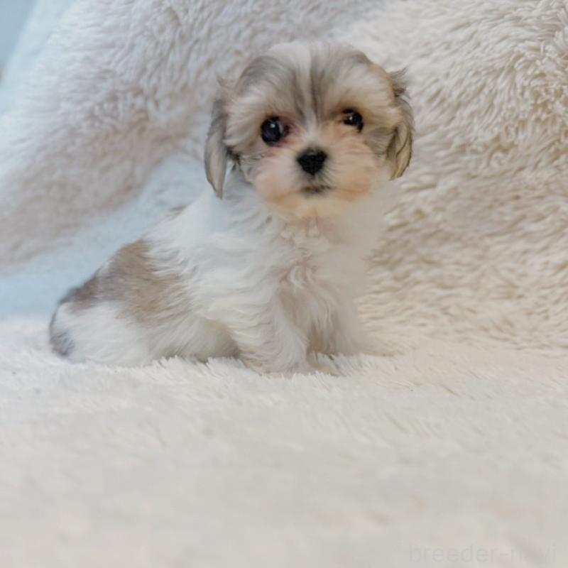 販売中の富山県のミックス犬-448338