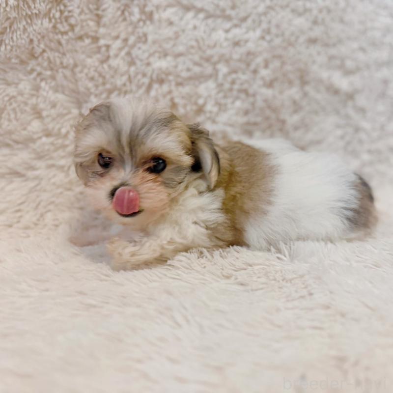 販売中の富山県のミックス犬-448338の4枚目