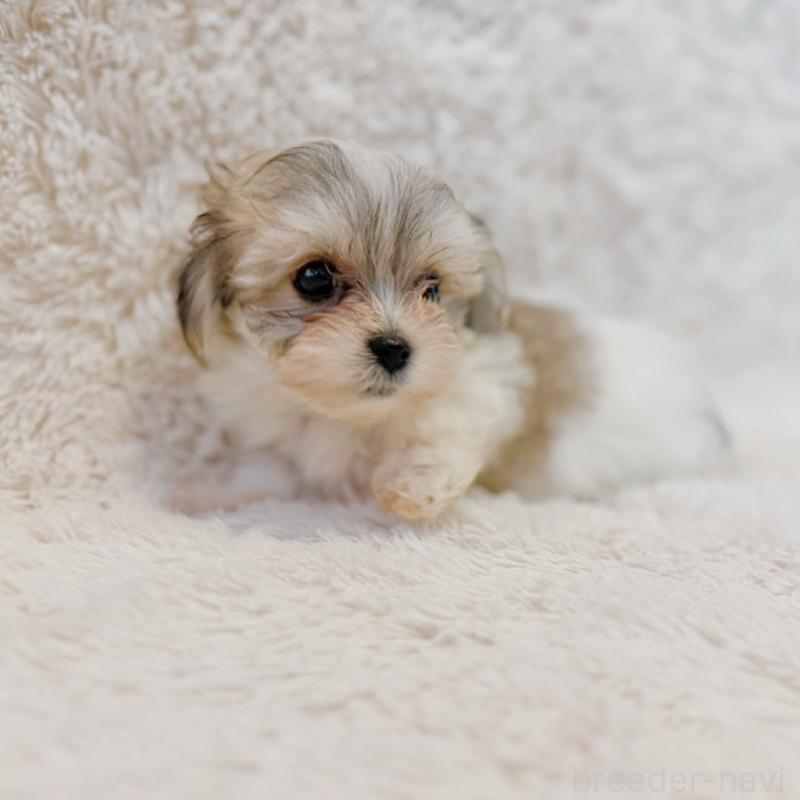 販売中の富山県のミックス犬-448338の3枚目