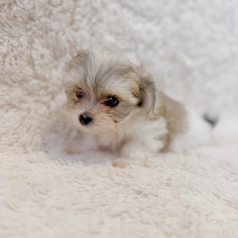 販売中の富山県のミックス犬-448338の2枚目