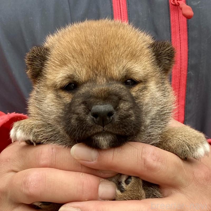 販売中の熊本県の豆柴-448339の1枚目