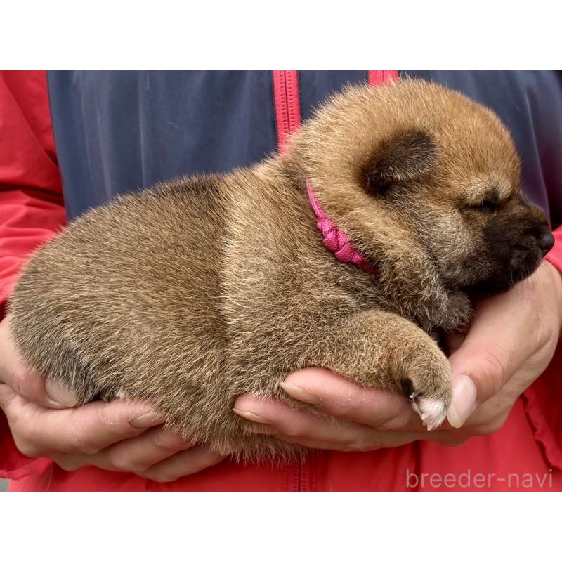 販売中の熊本県の豆柴-448339の2枚目
