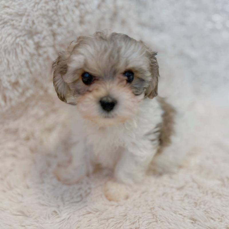 販売中の富山県のミックス犬-448340の4枚目