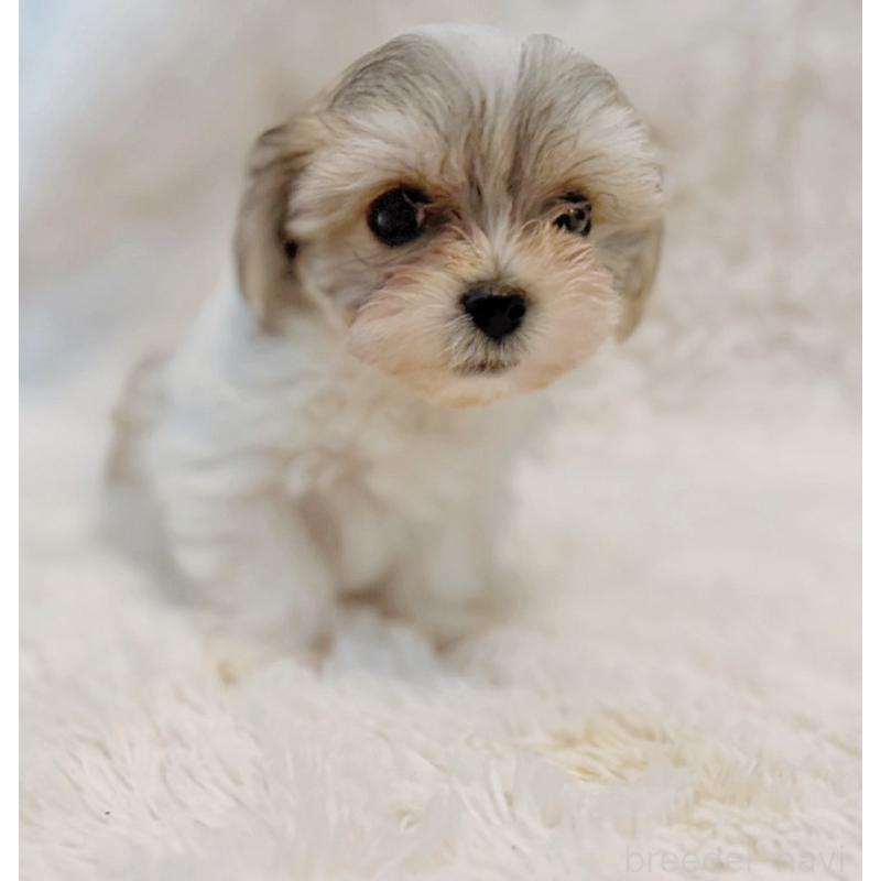 販売中の富山県のミックス犬-448340の3枚目