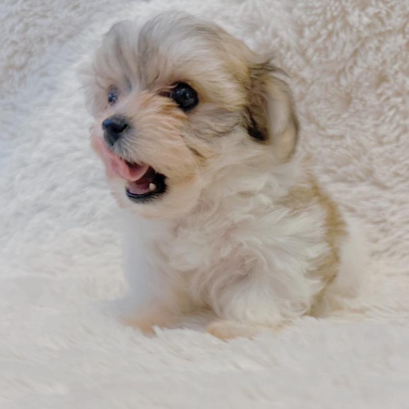 販売中の富山県のミックス犬-448340の2枚目