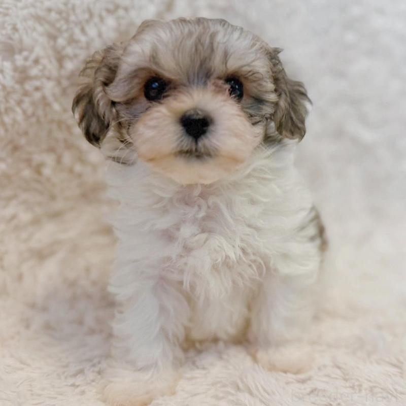 販売中の富山県のミックス犬-448340の1枚目