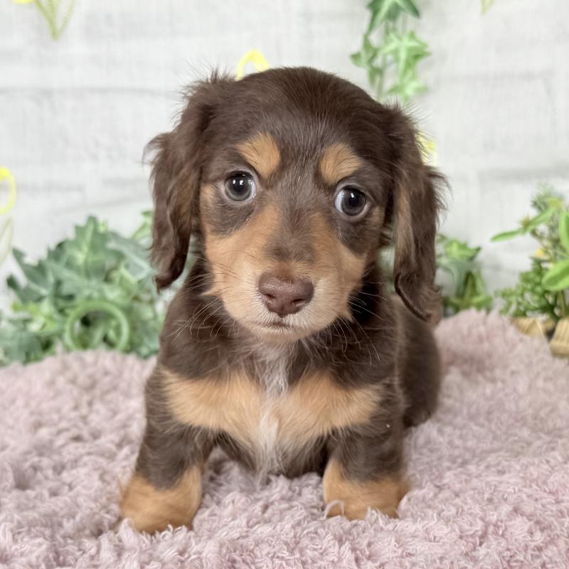 販売中の埼玉県のミニチュアダックスフンド(ロングヘアード)-448341の13枚目