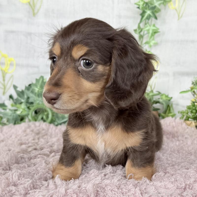 販売中の埼玉県のミニチュアダックスフンド(ロングヘアード)-448341の12枚目