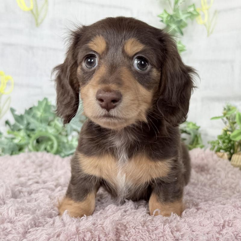 販売中の埼玉県のミニチュアダックスフンド(ロングヘアード)-448341の11枚目