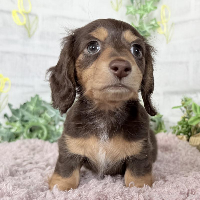 販売中の埼玉県のミニチュアダックスフンド(ロングヘアード)-448341の10枚目