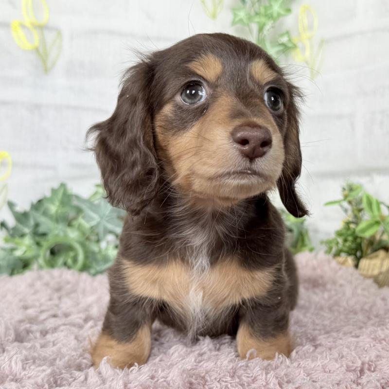 販売中の埼玉県のミニチュアダックスフンド(ロングヘアード)-448341の9枚目