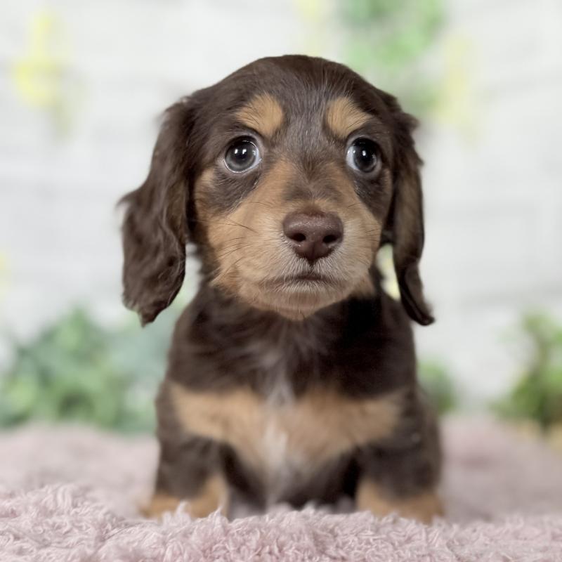 販売中の埼玉県のミニチュアダックスフンド(ロングヘアード)-448341の8枚目