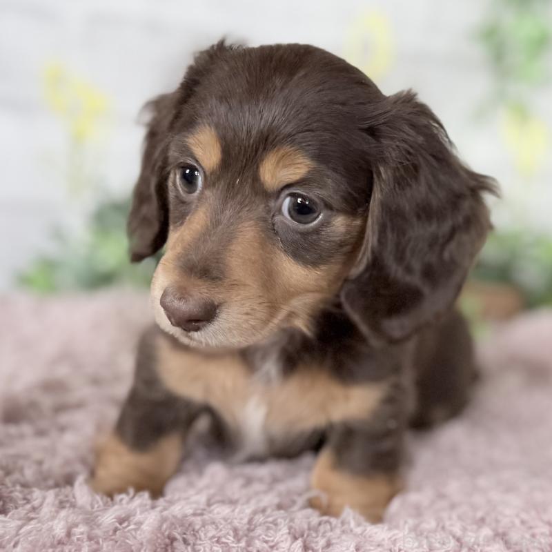 販売中の埼玉県のミニチュアダックスフンド(ロングヘアード)-448341の6枚目