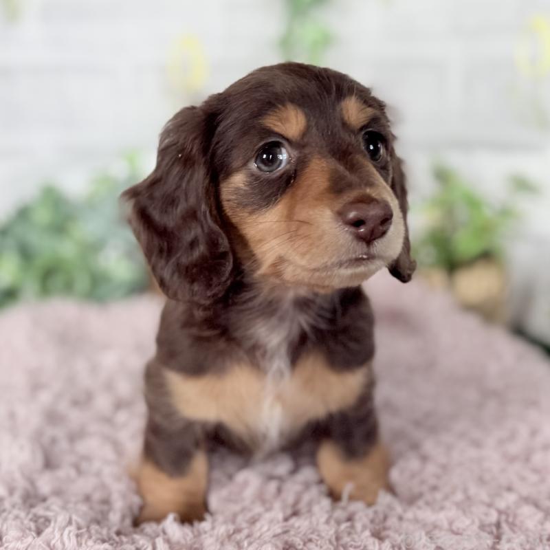 販売中の埼玉県のミニチュアダックスフンド(ロングヘアード)-448341の5枚目