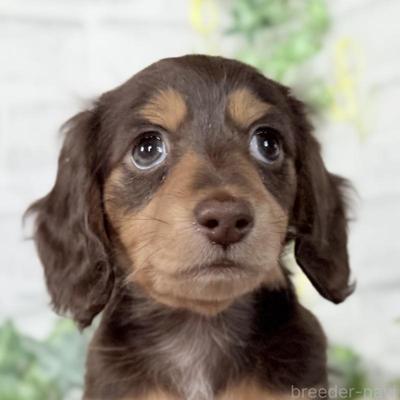 販売中の埼玉県のミニチュアダックスフンド(ロングヘアード)-448341の3枚目