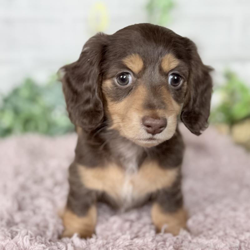 販売中の埼玉県のミニチュアダックスフンド(ロングヘアード)-448341の2枚目