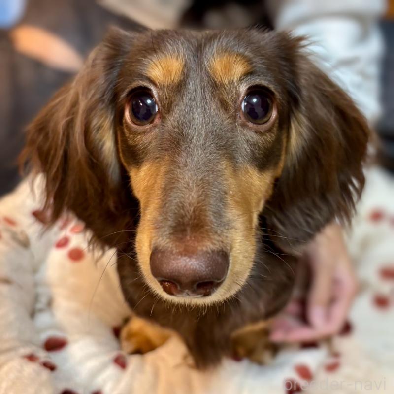 リロちゃん1枚目