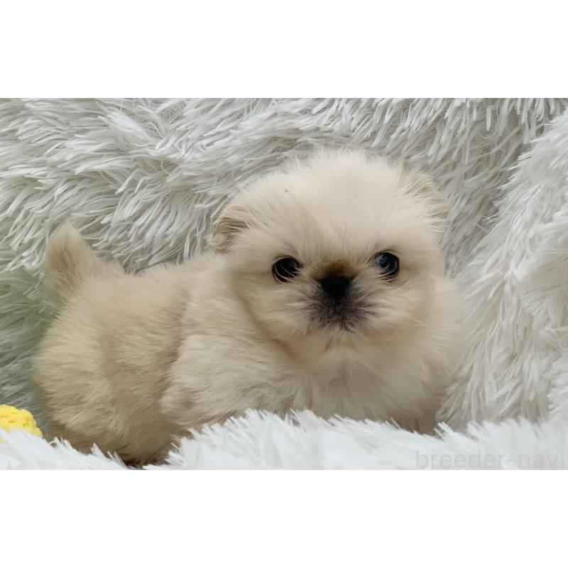 販売中の大分県のペキニーズ-448342の13枚目