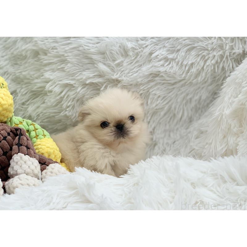 販売中の大分県のペキニーズ-448342の12枚目