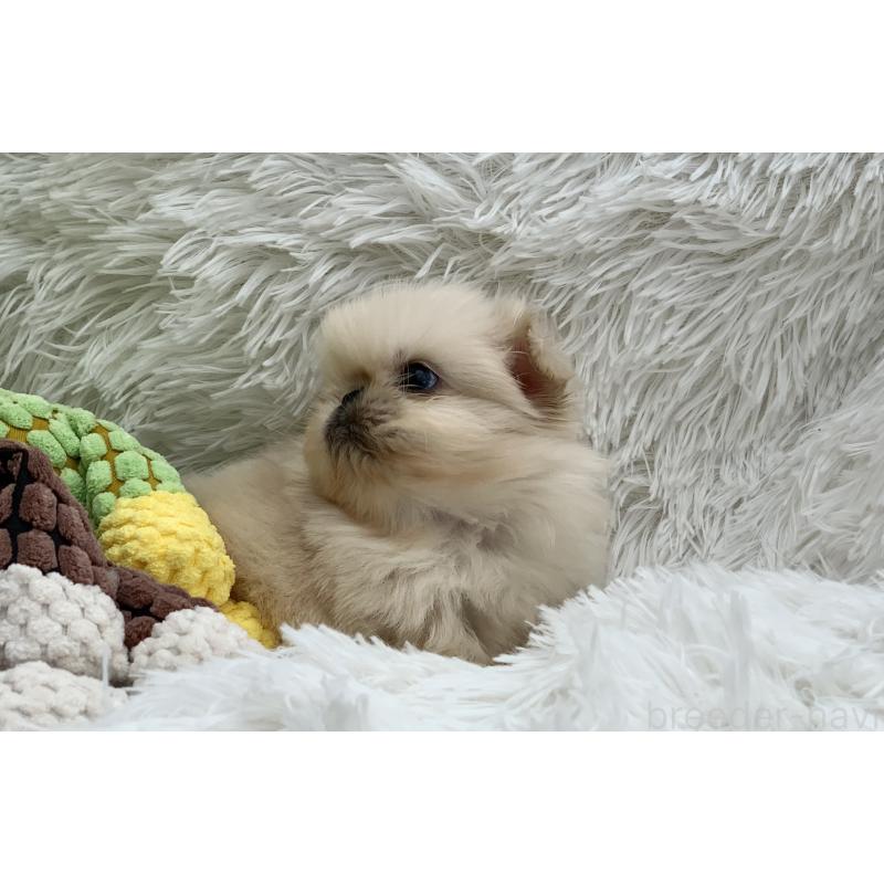 販売中の大分県のペキニーズ-448342の11枚目