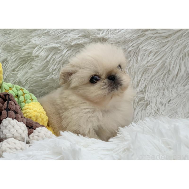 販売中の大分県のペキニーズ-448342の10枚目