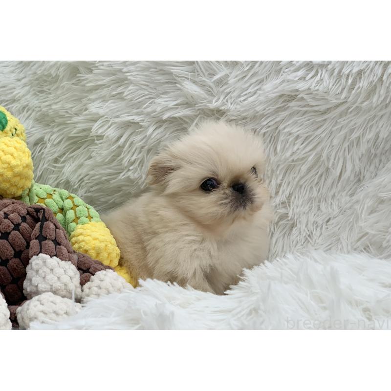 販売中の大分県のペキニーズ-448342の9枚目