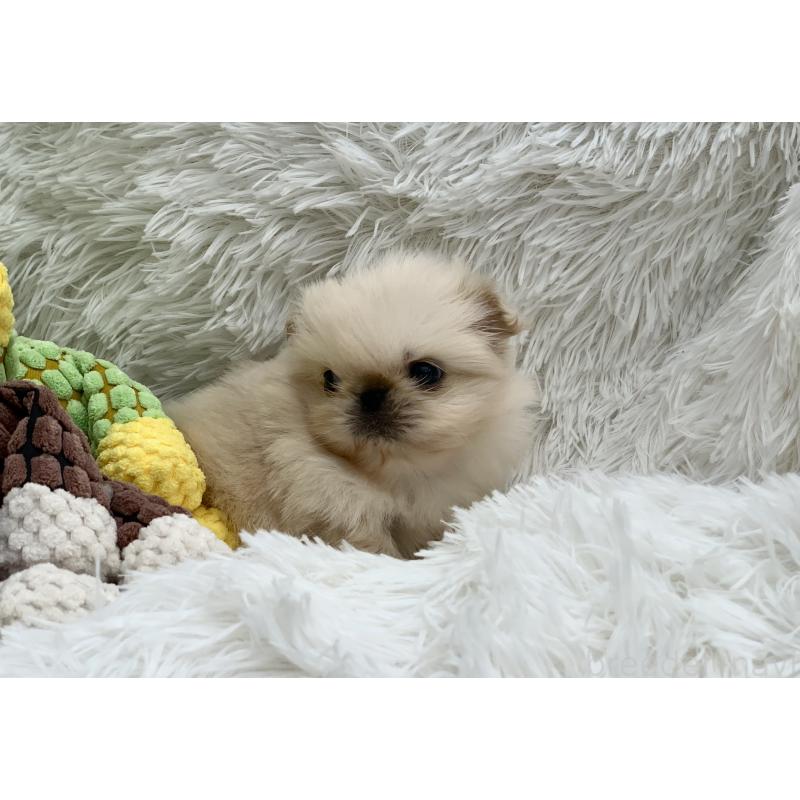 販売中の大分県のペキニーズ-448342の8枚目