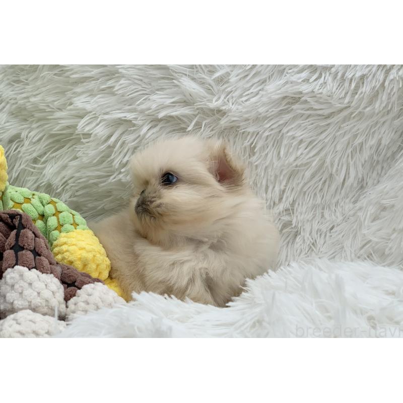 販売中の大分県のペキニーズ-448342の7枚目