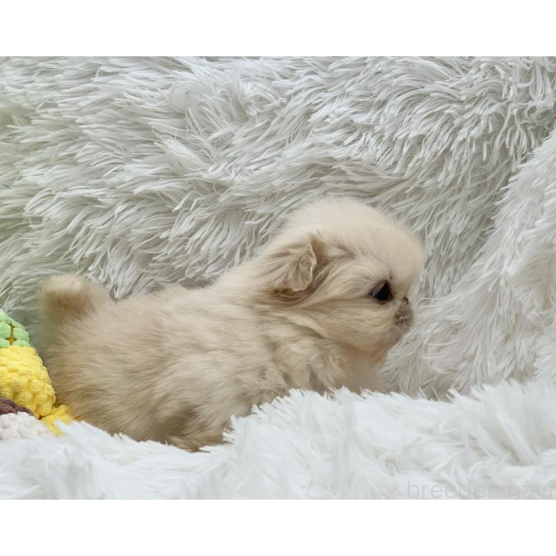 販売中の大分県のペキニーズ-448342の6枚目